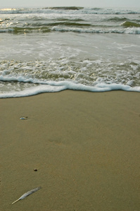 海滩，海滨 岸上的沙子和卵石