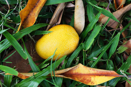 橙色 黄色成熟的芒果感到从在花园的草地上树