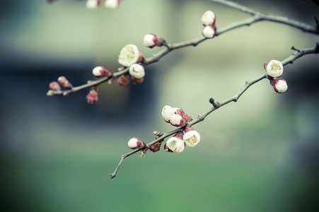 杏树花