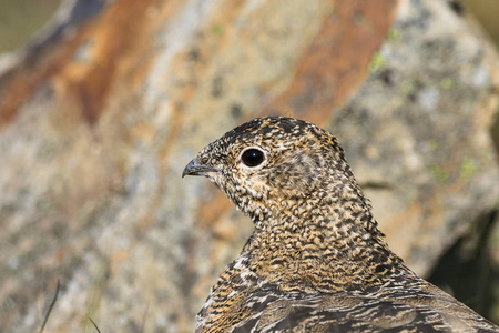 斯瓦尔巴群岛岩雷鸟，女性与夏天的羽毛，斯瓦尔巴特群岛，关闭