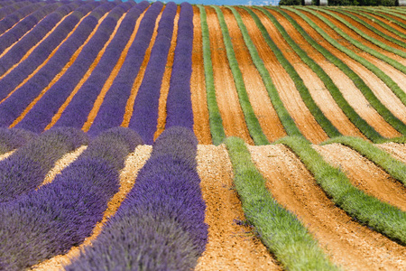 薰衣草田，valensole，普罗旺斯，法国薰衣草花香