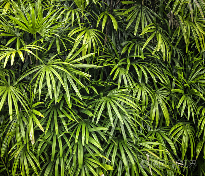 绿色阿甘树叶背景