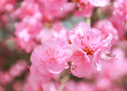 粉色的樱花盛开的选择性焦点图片