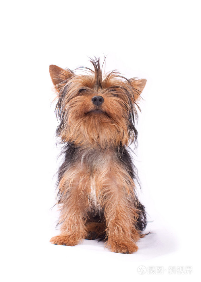 约克郡犬