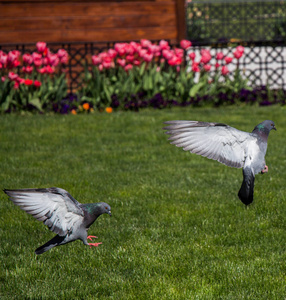 在城市公园的绿色草坪上的鸽子