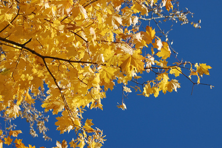 秋天的树叶和蓝天