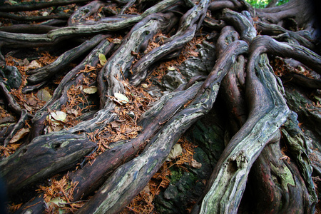 根 root的名词复数  根源 词根 数学用语方根