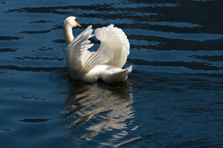哈尔施塔特湖上的阳光照射疣鼻天鹅。