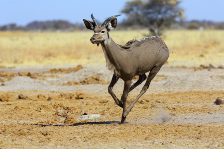 运行的泥泞捻角羚