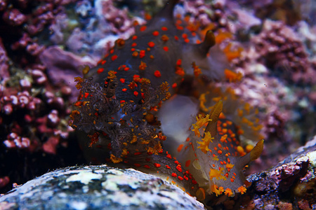 海底鳃蛤的水下宏观照片