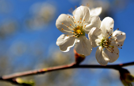 在春天里的樱桃花盛开