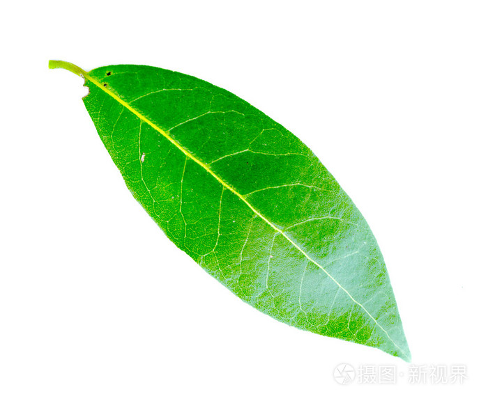 绿色的月桂树的叶子