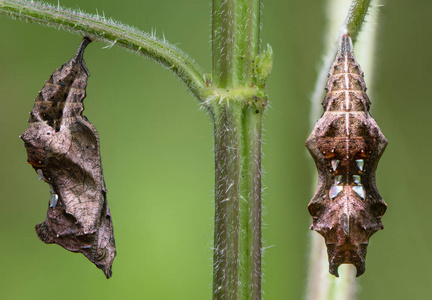 逗号 Polygonia c专辑 蝴蝶蛹正面和侧面