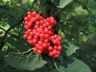 浆果 berry的名词复数  葡萄，番茄等浆果 干果仁 干种子