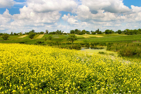 夏季景观