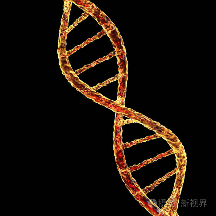 dna的双螺旋结构