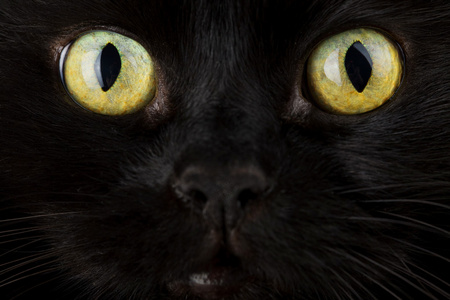 黑色猫脸特写