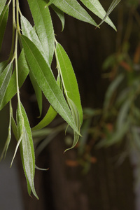 植物的叶子总称，叶子及梗和枝 树叶