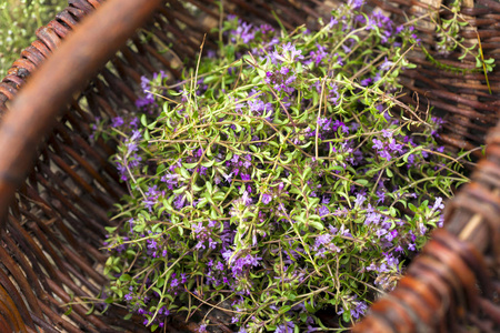 替代 Medicine.Thyme 和医用安瓿。精油