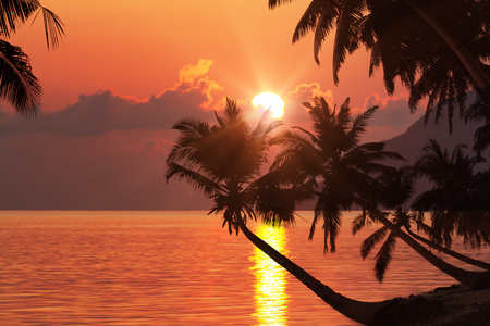 地处热带的海滩和棕榈树在日落时