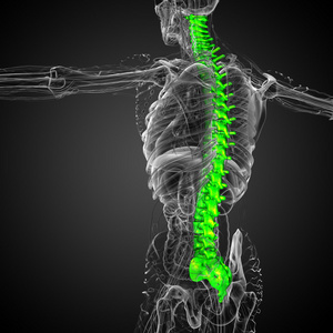 人体的脊柱三维渲染医疗图