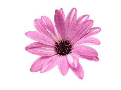 osteospermum 雏菊