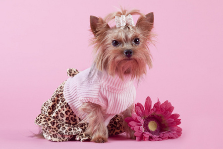 约克夏犬在粉红色的背景上