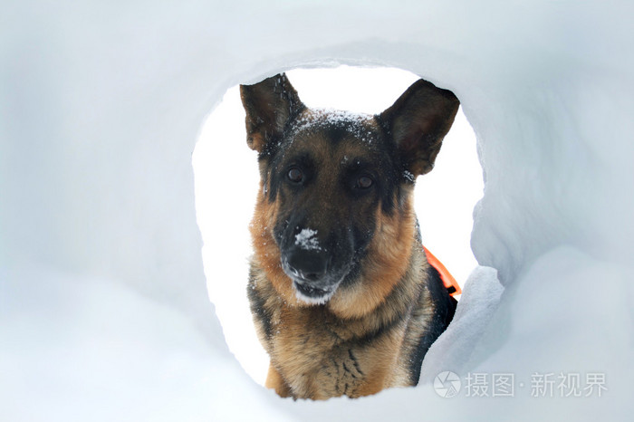 雪崩救援犬发现一名幸存者