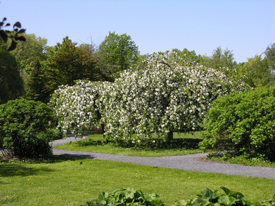 朵朵苹果树