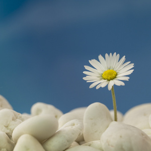 沙滩上的雏菊