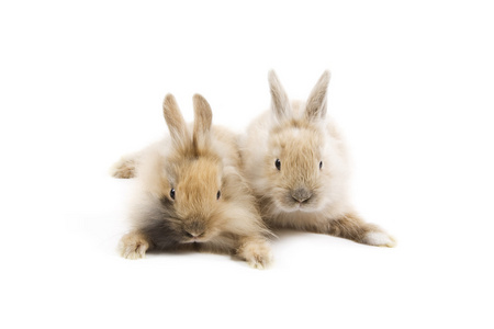 兔子 rabbit的名词复数  兔子皮毛 兔子肉 野兔