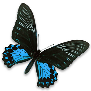 黑色和蓝色的蝴蝶