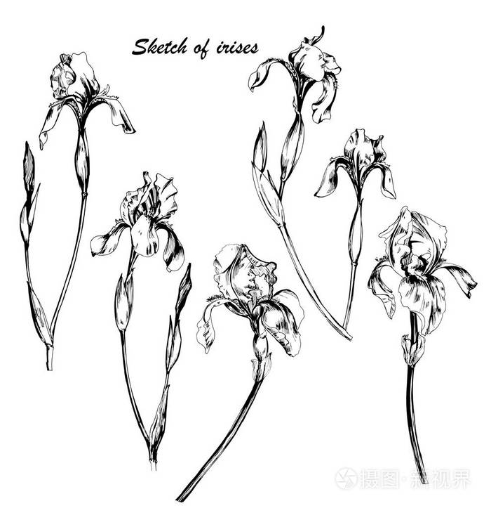 插画 组的草图手绘花鸢尾花.单色的矢量图.绘图的鸢尾花的植物.eps