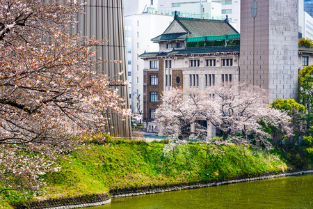 在东京的 Chidorigafuchi 护城河