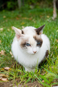 一只美丽的蓝眼睛小猫的肖像