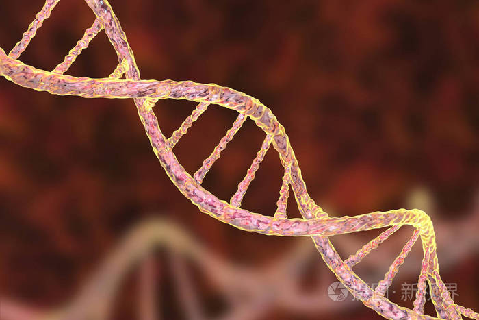 dna 的双螺旋结构