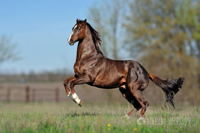 美丽匹棕色的马奔驰过田野照片-正版商用图片00at1g