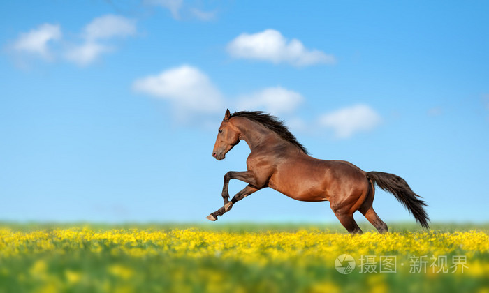 美丽匹棕色的马奔驰过田野