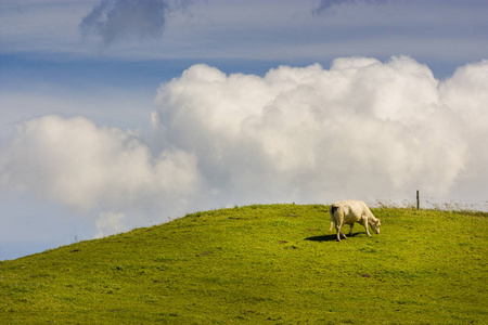为什么在农田上吃草的奶牛群云在蓝蓝的天空上