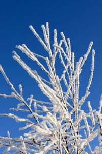 植物的雪枝