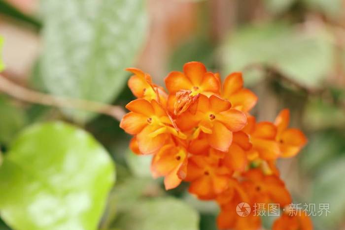 在自然中的橙色兰花