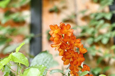 在自然中的橙色兰花