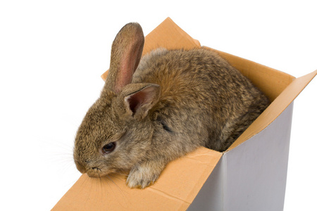 兔子在盒子里