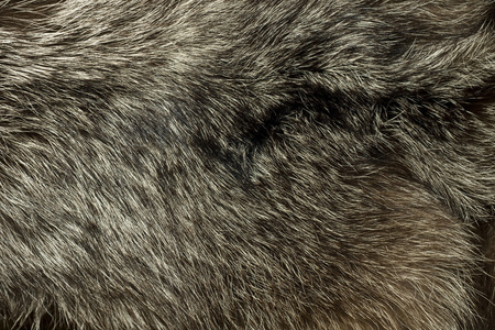 温暖的极地狐狸皮毛。 背景资料