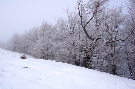 白雪皑皑的冬树
