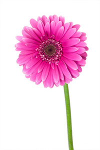 单粉红色非洲菊