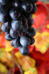 葡萄 grape的名词复数 