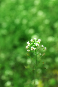 美丽的野花，在户外