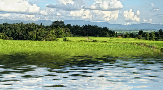 稻田背景