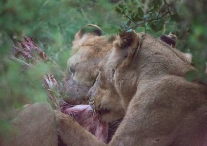 Afrion 狮子吃斑马在哈雷恩皇家国家公园